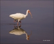 Florida;White-Ibis;Ibis;Southeast-USA;Eudocimus-albus;one-animal;close-up;color-